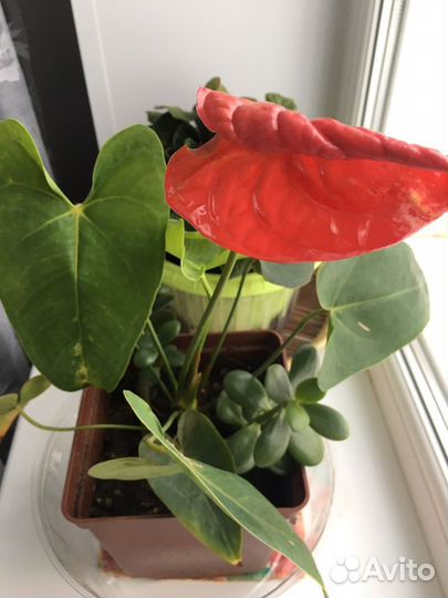 Растение Антуриум