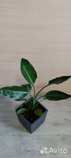 Стрелиция королевская