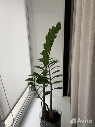 Домашние цветы