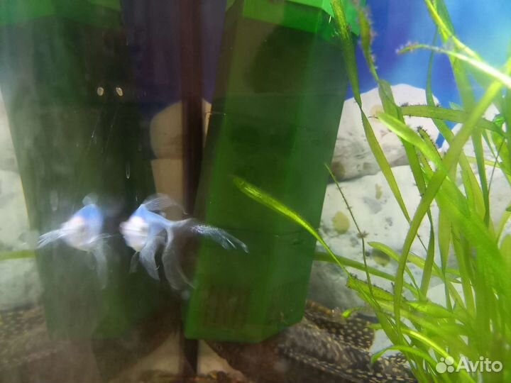 Аквариумные рыбки