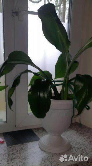 Эухарис амазонская лилия