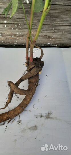 Корни пиона