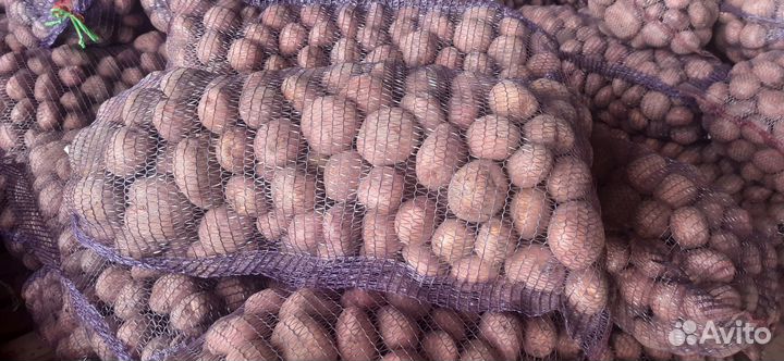 Картофель на еду Ирбитский