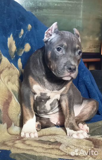 Американский булли, мальчик, стандарт