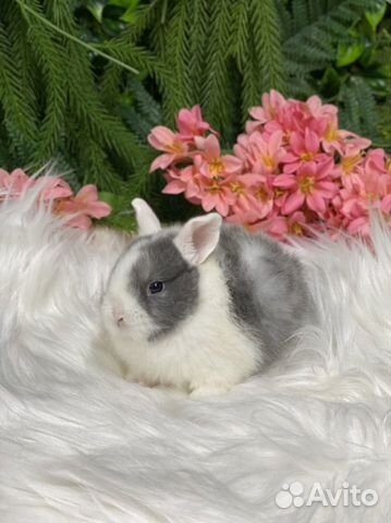 Кролик белоухий, карликовый