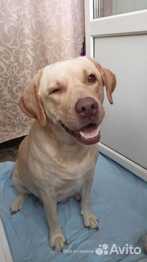 Щенки Лабрадор