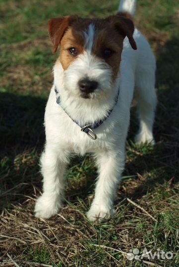 Джек Рассел терьер вязка
