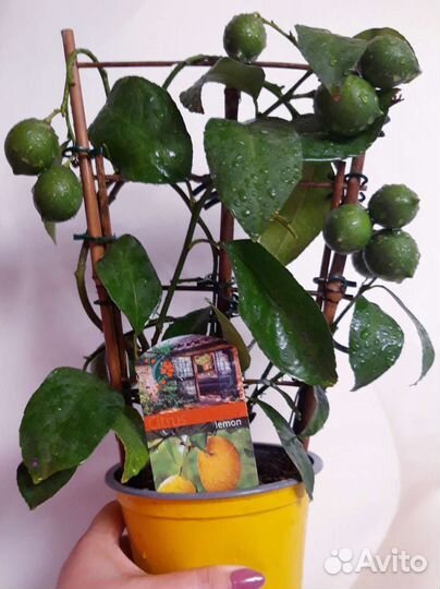 Цитрофортунелла лимон на решетке