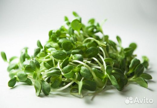 Семена микрозелени для употребления