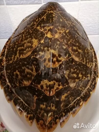 Продам панцирь черепахи