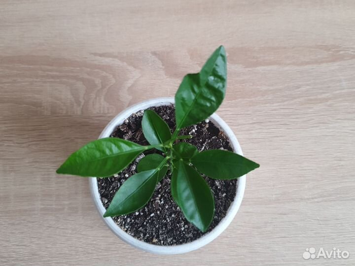 Сажанцы комнатного мандаринового дерева