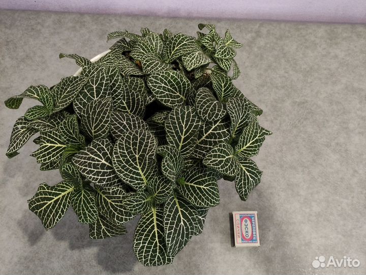 Фиттония серебристожилковая. Пеперомия Арбузная