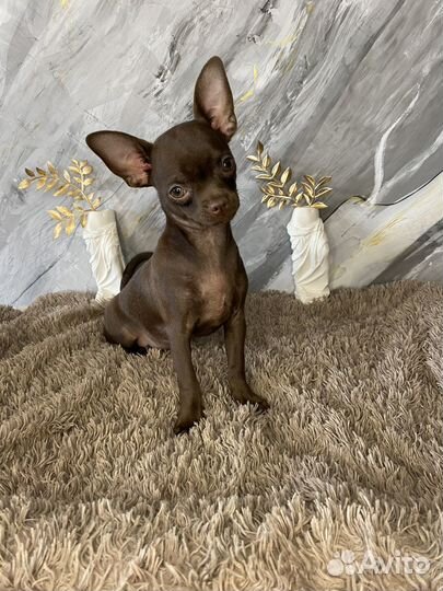 Чихуахуа роскрошный Биг Тайм