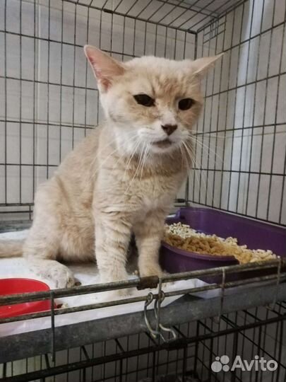 Выбросили кота