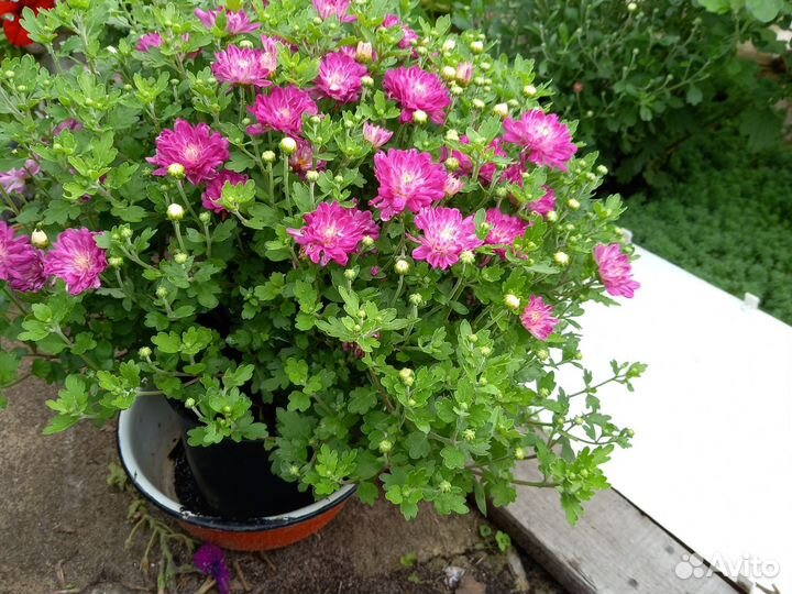 Хризантемы мультифлора