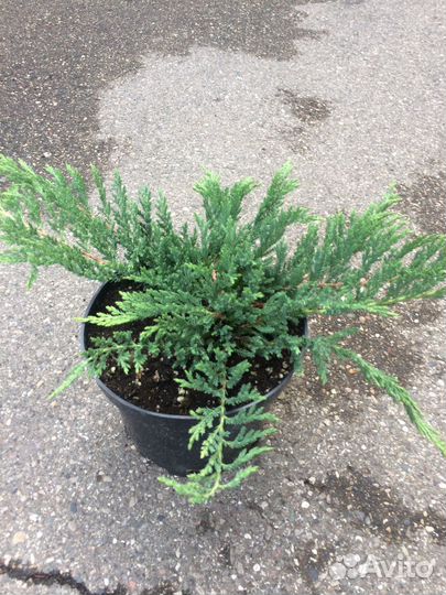 Можжевельник блю эрроу, мунглоу, мофат блю, блючип