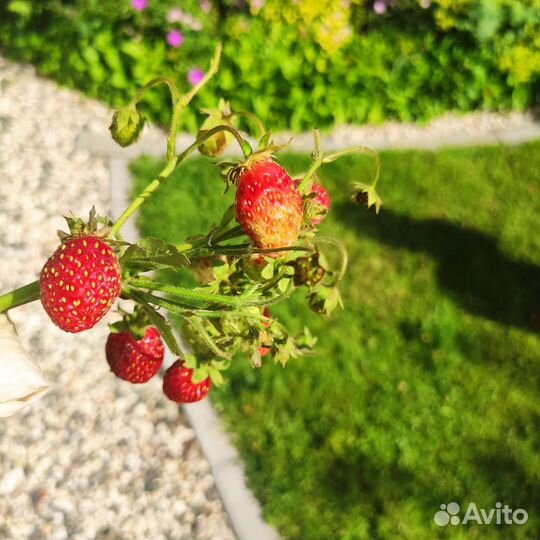 Саженцы земклуники, гибридная форма