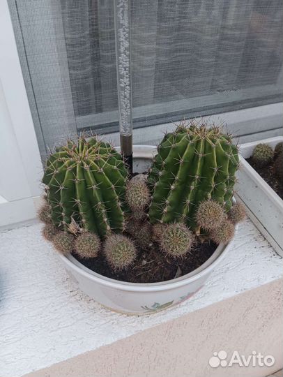 Кактус цветущий