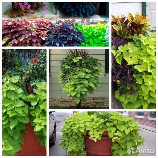 Ипомея батат