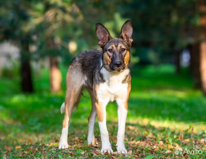 Собака в добрые руки