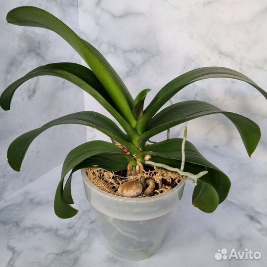 Фаленопсис пелор Патрик