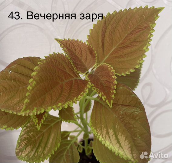 Колеусы более 45 сортов