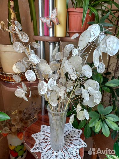 Букет лунарии