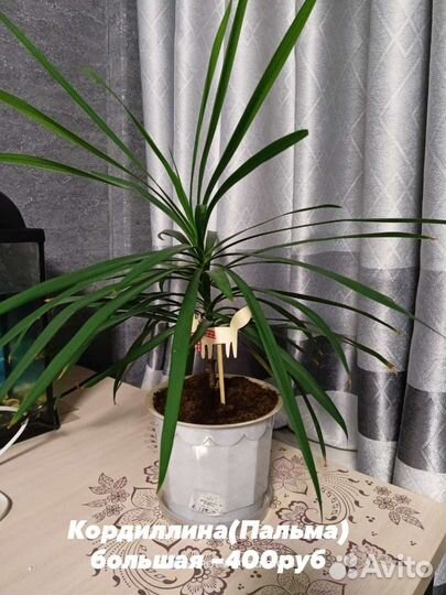 Кордилина(Пальма)