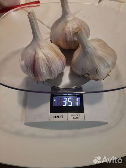 Чеснок сортовой. Луковицы рябчика императорского