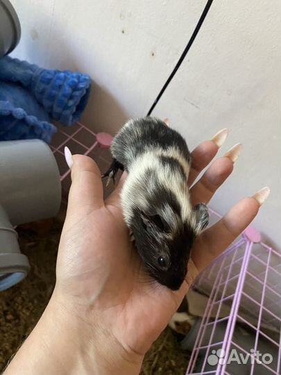 Морская свинка