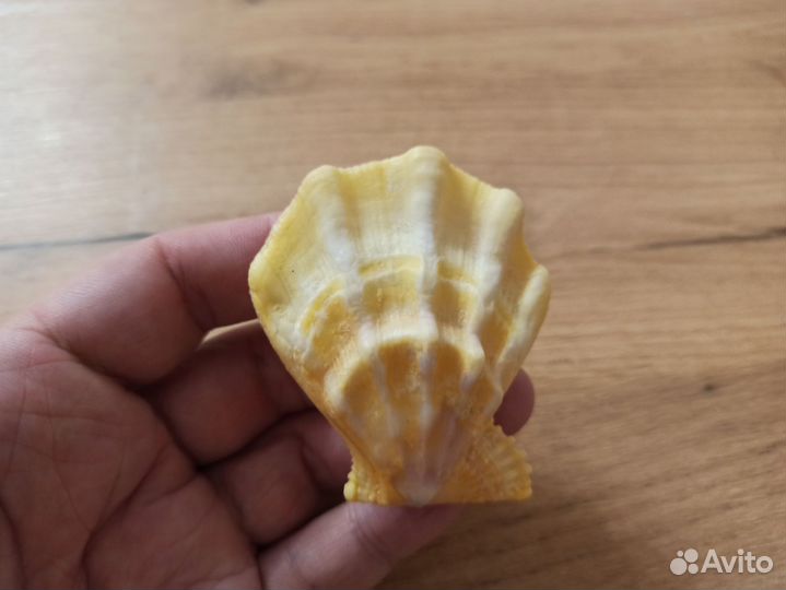 Морская раковина