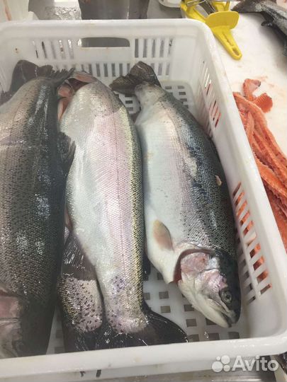 Красная рыба