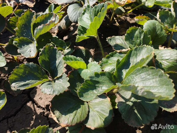 Рассада ремонтантной клубники