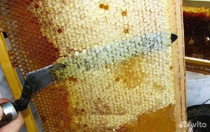 Мёд натуральный с Алтая опт. минимально 16 кг