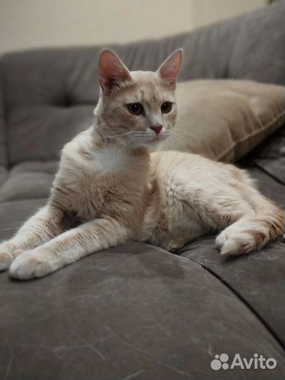 Шикарный котик