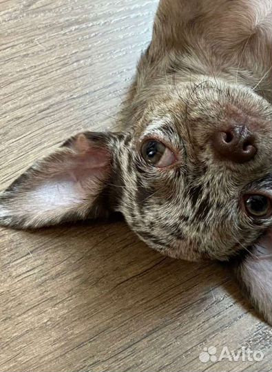 Мраморная красотка