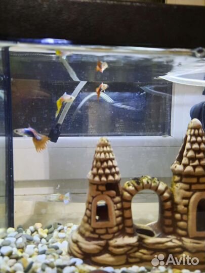 Аквариум