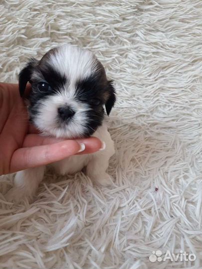 Шит цу 2.5мес
