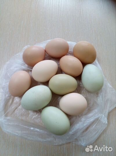Домашние куриные яйца