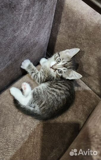 Котята в добрые руки 1 месяц