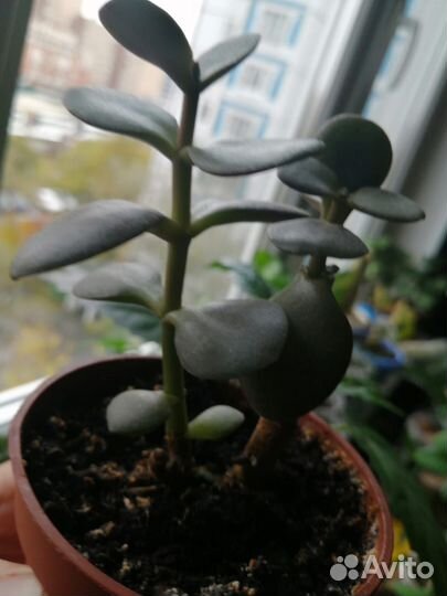 Спатифиллум (женское счастье)