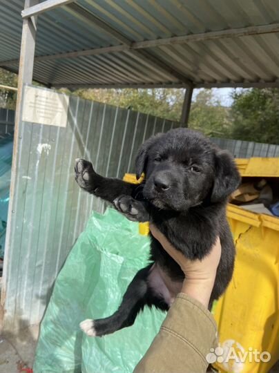 Щенок девочка