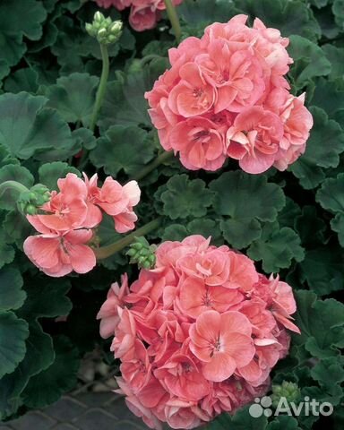 Монстера,кадинанта,абутилон и др