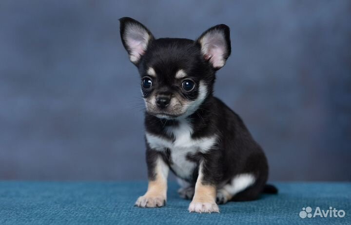 Чихуахуа мальчик