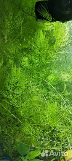 Аквариумное растение