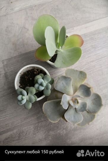 Кактусы и суккуленты