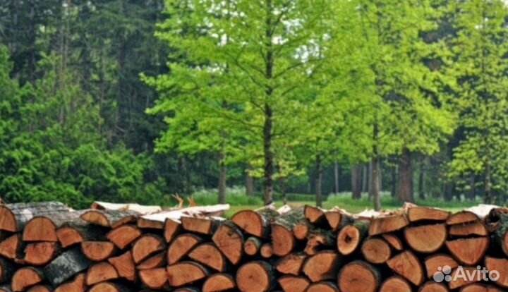 Дрова дубовые