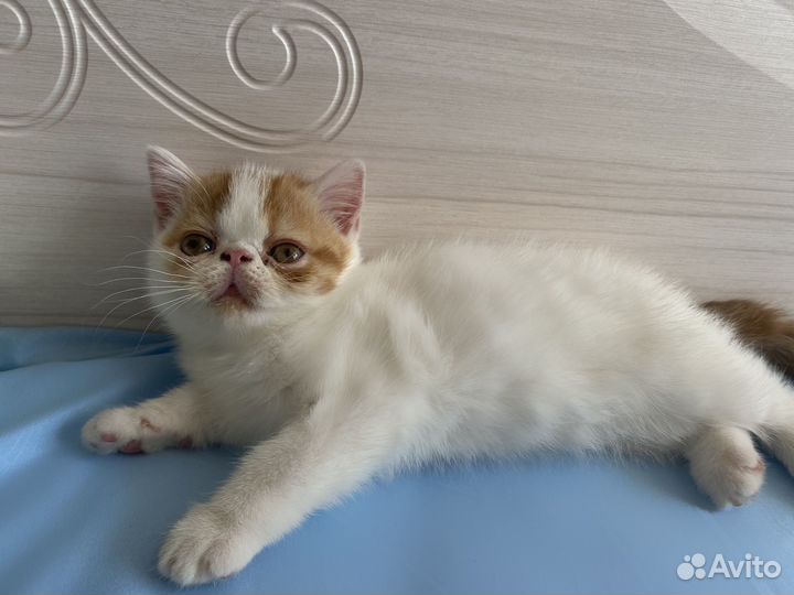 Экзотическая кошка