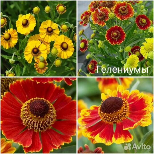 Растения для сада