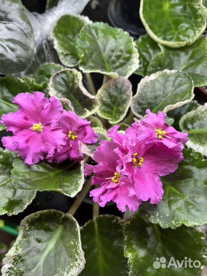 Фиалки листья на срез